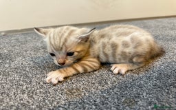 Bengal cats for sale: 7 Snow Bengal Kittens – Stunning Markings! - Image 1