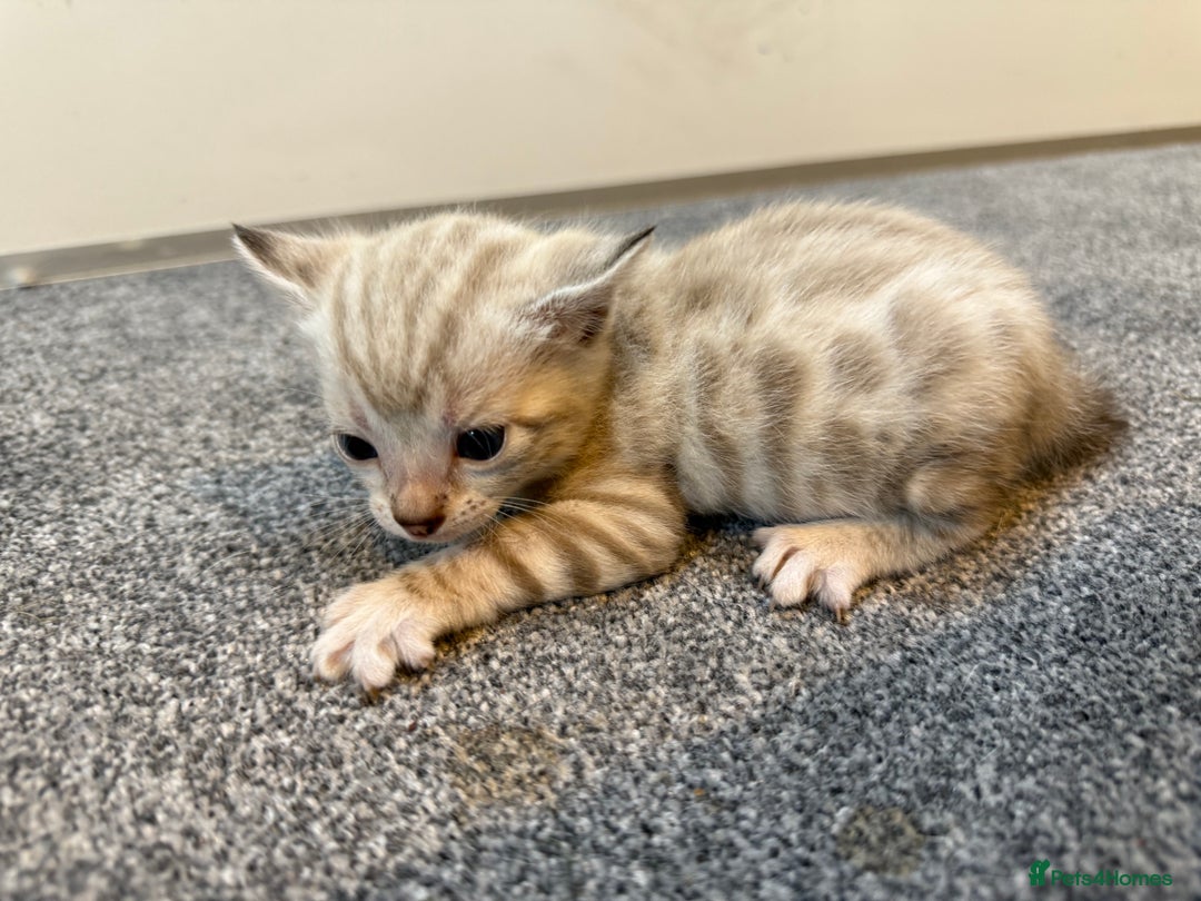 Bengal cats for sale: 7 Snow Bengal Kittens – Stunning Markings! - Image 1