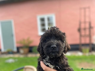 Mixed Breed dogs - Advert 2