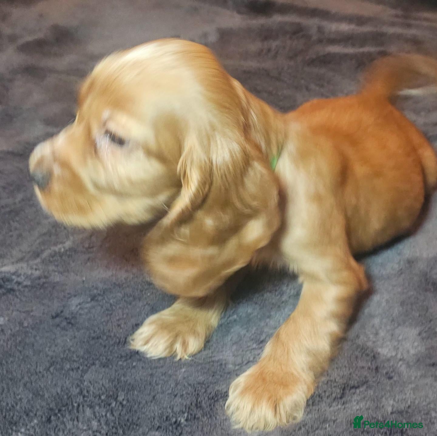 Cocker Spaniel dogs KC Show Type cocker spaniel puppies  - Advert 2