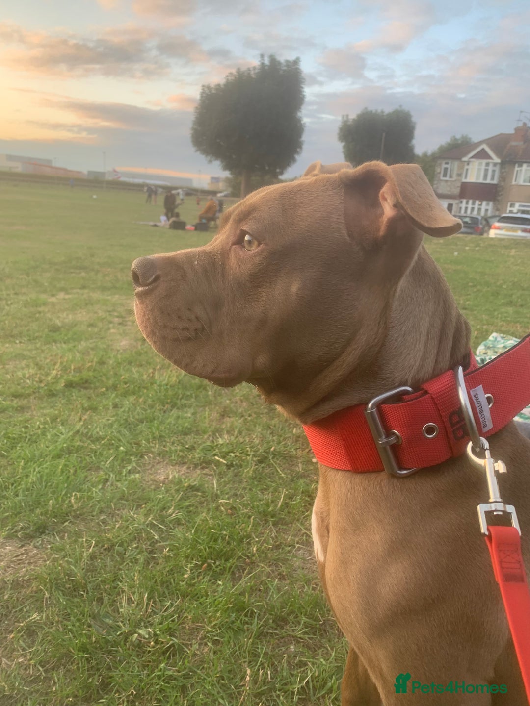 Mixed Breed dogs for sale: 8 month old pup for rehome.  - Image 2