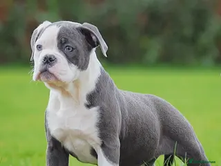 Old Tyme Bulldog dogs 23 years 5⭐️Rated Licensed professionals - Advert 7