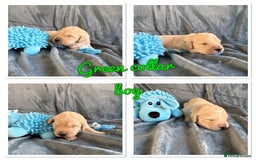 Mini Goldendoodle dogs for sale: Beautiful Family Raised F1 Mini Golden-doodles  - Image 27