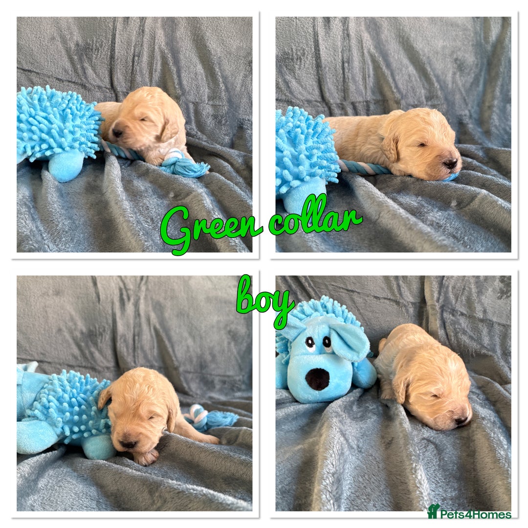 Mini Goldendoodle dogs for sale: Beautiful Family Raised F1 Mini Golden-doodles  - Image 27
