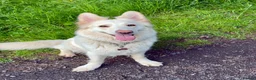 White Swiss Shepherd dogs for sale: Swiss white shepherds puppies  - Advert 1