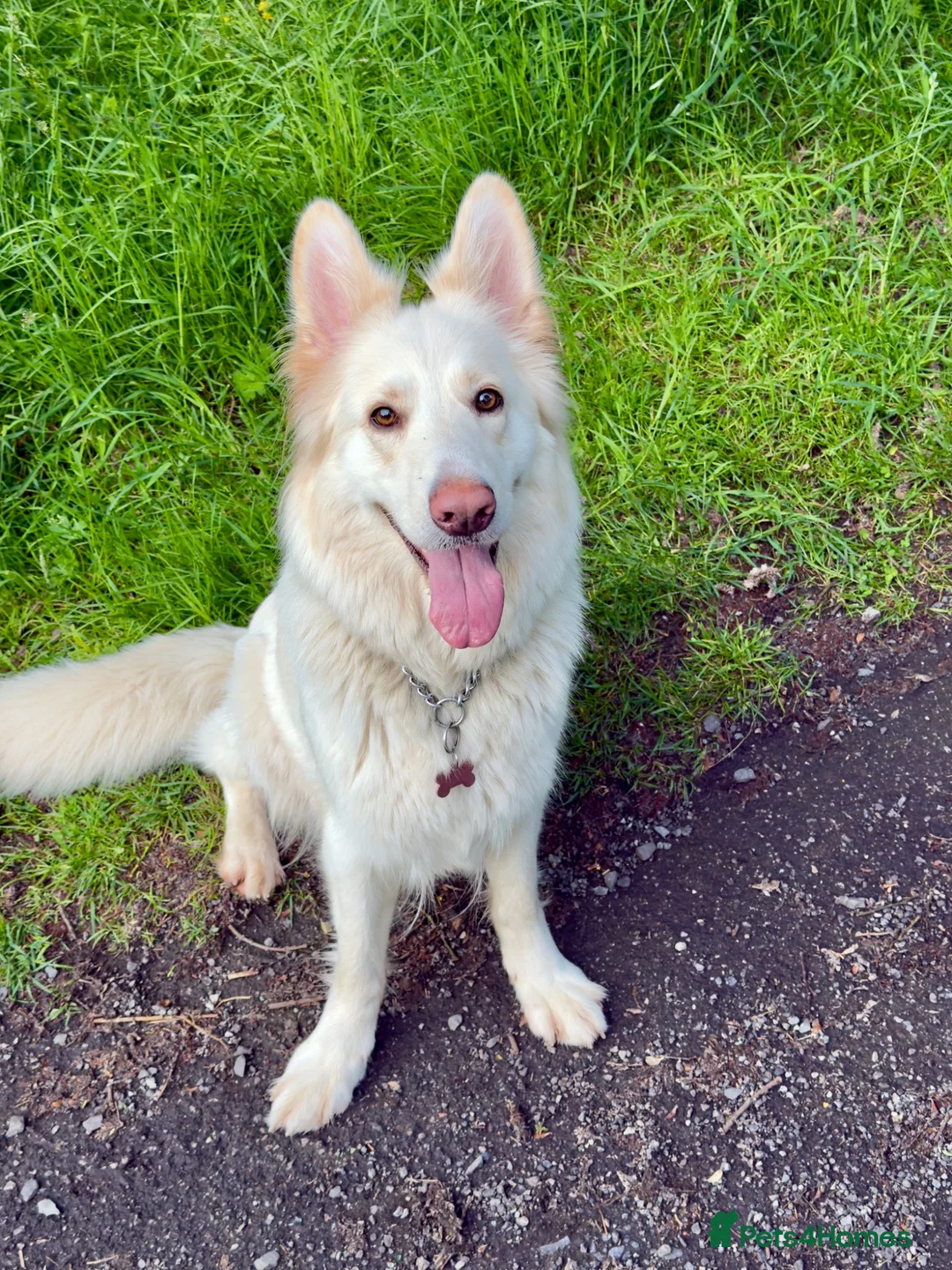 White Swiss Shepherd dogs for sale: Swiss white shepherds puppies  - Advert 1
