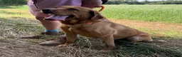 Labrador Retriever dogs for sale: Adult - KC Reg Fox Red Labrador Retriever Dog - Advert 3