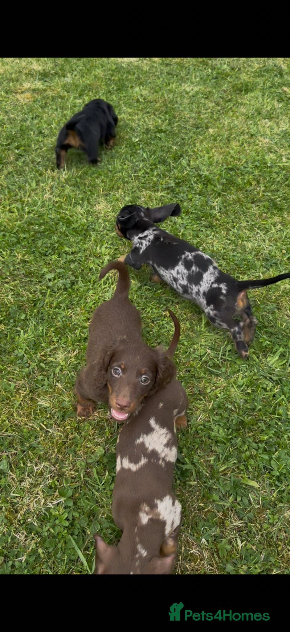 Dachshund dogs for sale: Seven beautiful dachshund Puppies - Advert 1