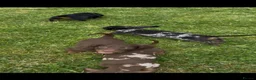 Dachshund dogs for sale: Seven beautiful dachshund Puppies - Advert 1