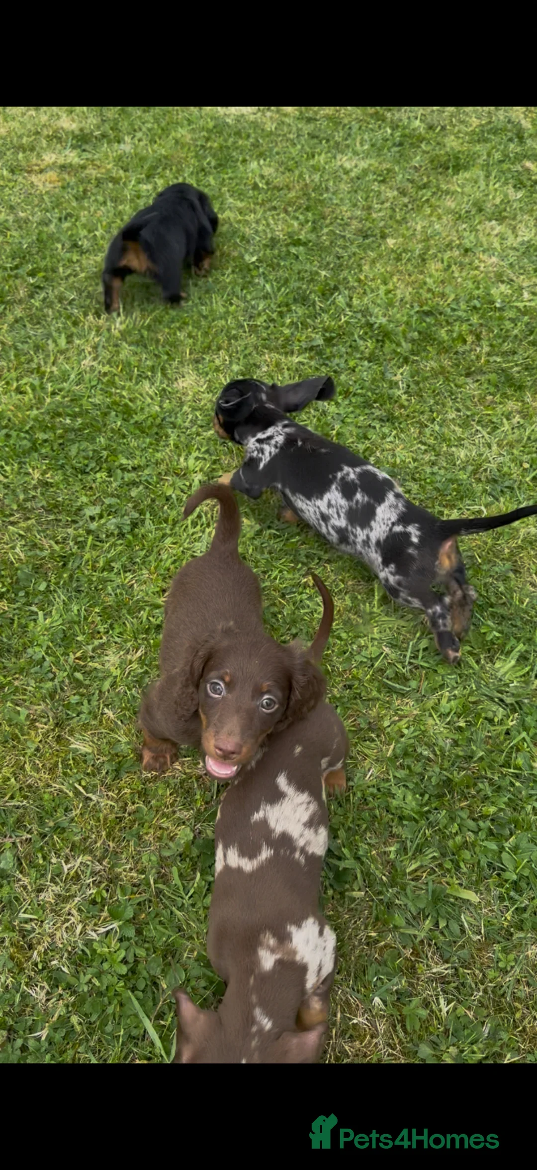 Dachshund dogs for sale: Seven beautiful dachshund Puppies - Advert 1