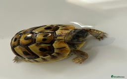 Tortoise reptiles for sale: Hermann Tortoise for sale  - Image 1