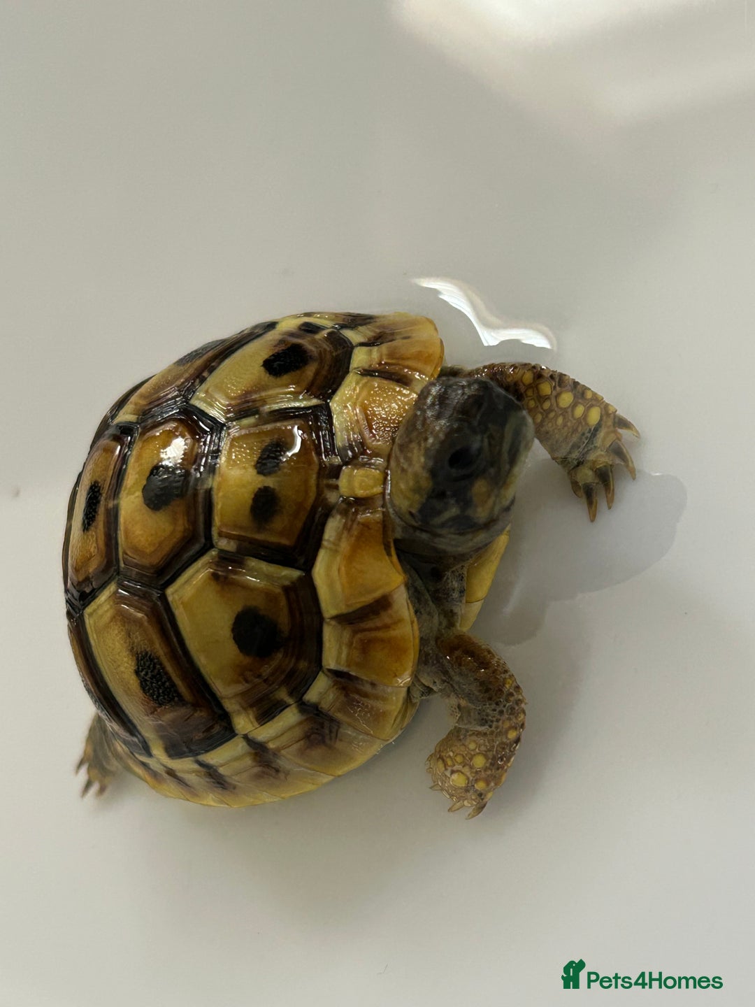 Tortoise reptiles for sale: Hermann Tortoise for sale  - Image 1
