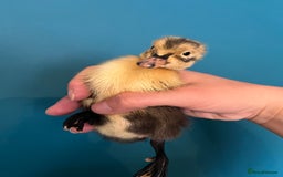Ducks poultry for sale: Runner ducklings - Image 5