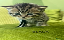 British Shorthair cats for sale: British short hair / Scottish striaght  - Image 17