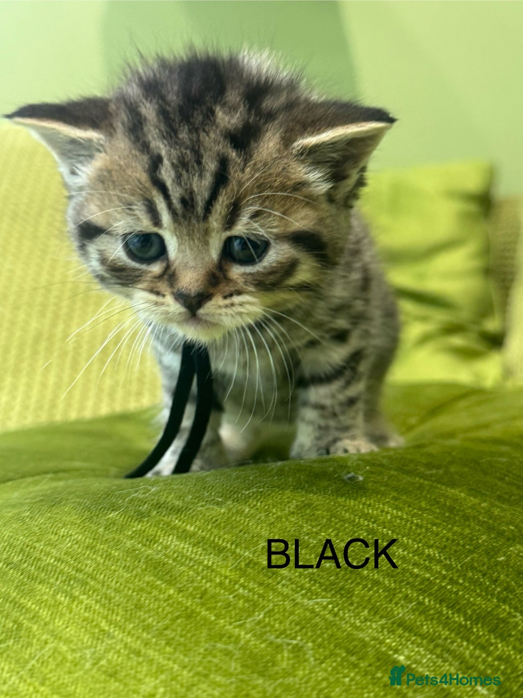 British Shorthair cats for sale: British short hair / Scottish striaght  - Image 17