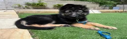 German Shepherd dogs for sale: Beautiful Smart German Shepherd Puppy - Advert 3
