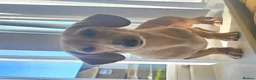 Miniature Dachshund dogs for sale: KC REG Miniature dachshunds. Council licensed in Airdrie - Advert 11