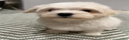 Maltese dogs for sale: Maltese puppies ready for new homes! 🐶 - Advert 5