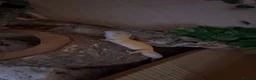 Leopard Gecko reptiles for sale: Tangerine albino leopard gecko  in Motherwell - Advert 5