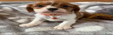 Puppy 3 - Orange collar 