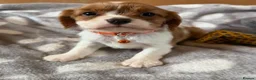 Cavalier King Charles Spaniel dogs for sale: Health tested and KC Registered  - Advert 8