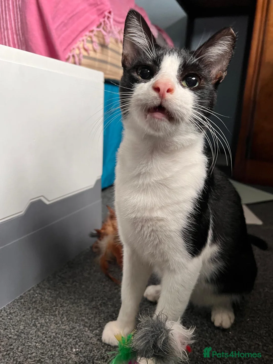 Mixed Breed cats for adoption: Indoor Rescue Mickey Mouse 🖤 in Norwich - Advert 2