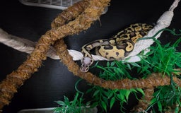 Python Snake reptiles for sale: Royal Python complete set up - Image 2
