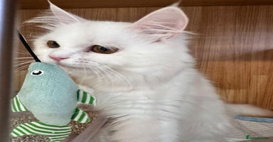 Persian cats - Advert 3