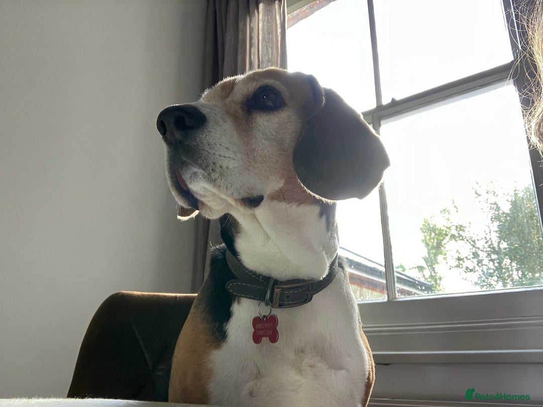 Beagle dogs for stud: Baxter wants a date - Advert 15