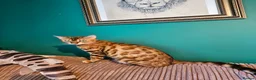 Bengal cats for sale: Bengal X kittens. READY NOW - Advert 8