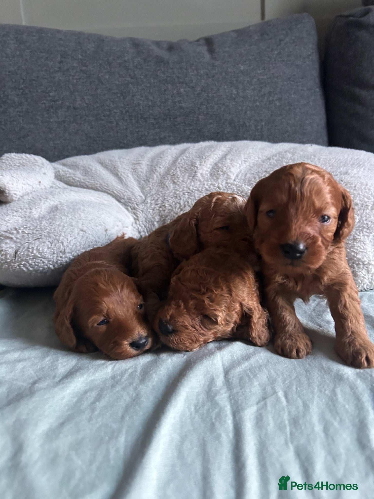 Cockapoo dogs Toy Cockapoo Puppies - Advert 17