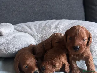 Cockapoo dogs Toy Cockapoo Puppies - Advert 17