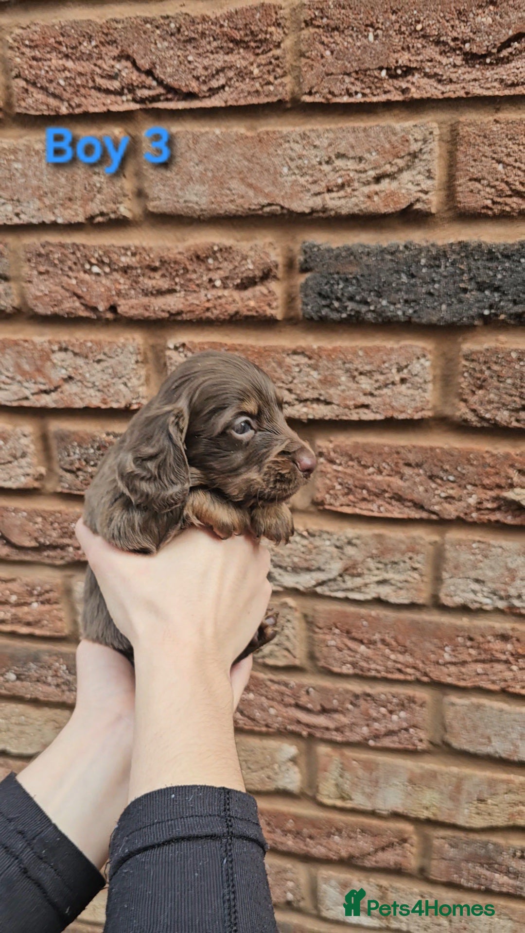 Miniature Dachshund dogs for sale: Miniature Dachshund Long Haired  - Advert 10