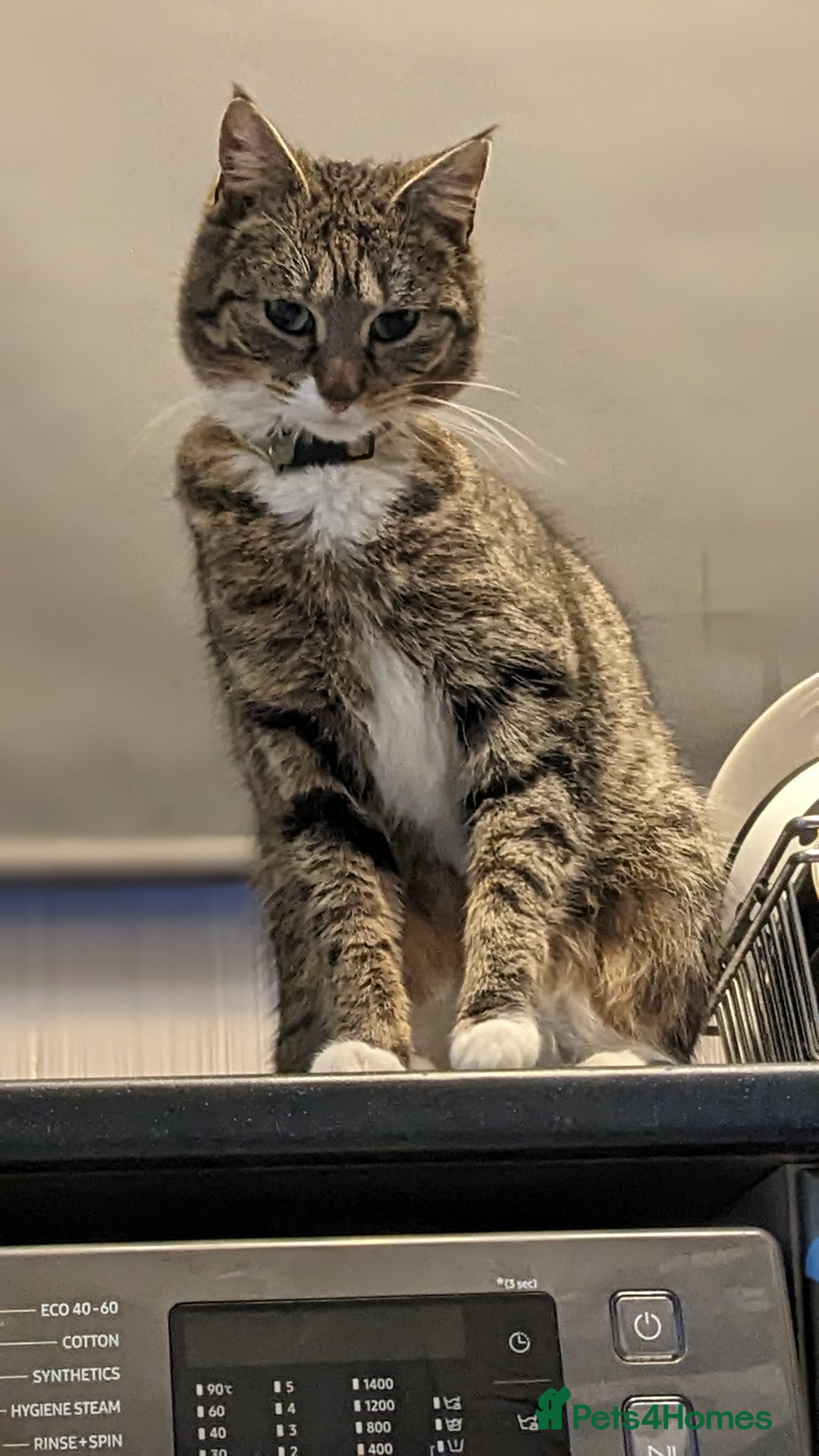 British Shorthair cats for sale: Willow is looking for a new home  - Image 1