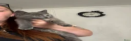 Mixed Breed cats for sale: 2 female kittens  - Advert 5
