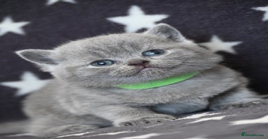 British Shorthair cats - Advert 2