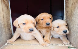 Labrador Retriever dogs for sale: Gorgeous KC Labrador puppies  - Image 3
