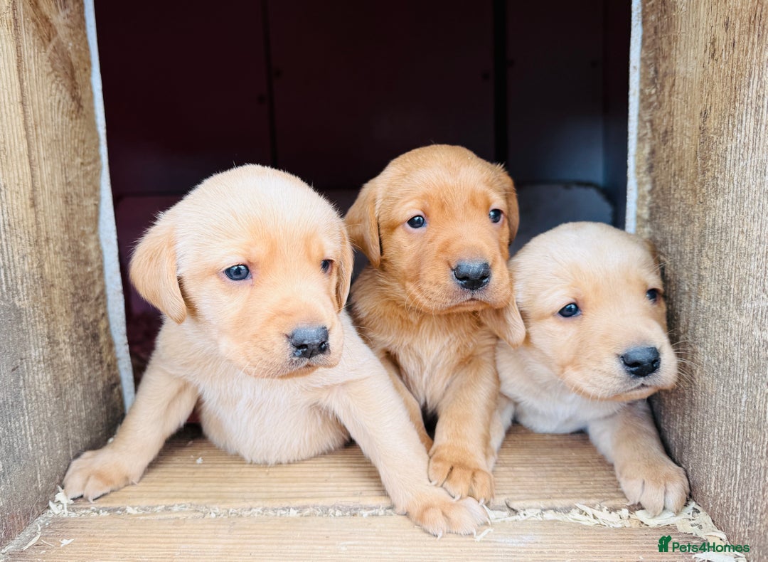 Labrador Retriever dogs for sale: Gorgeous KC Labrador puppies  - Image 3