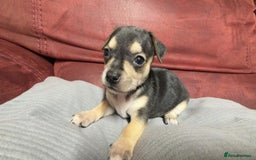 Chihuahua dogs for sale: Chihuahua Boys  - Image 17