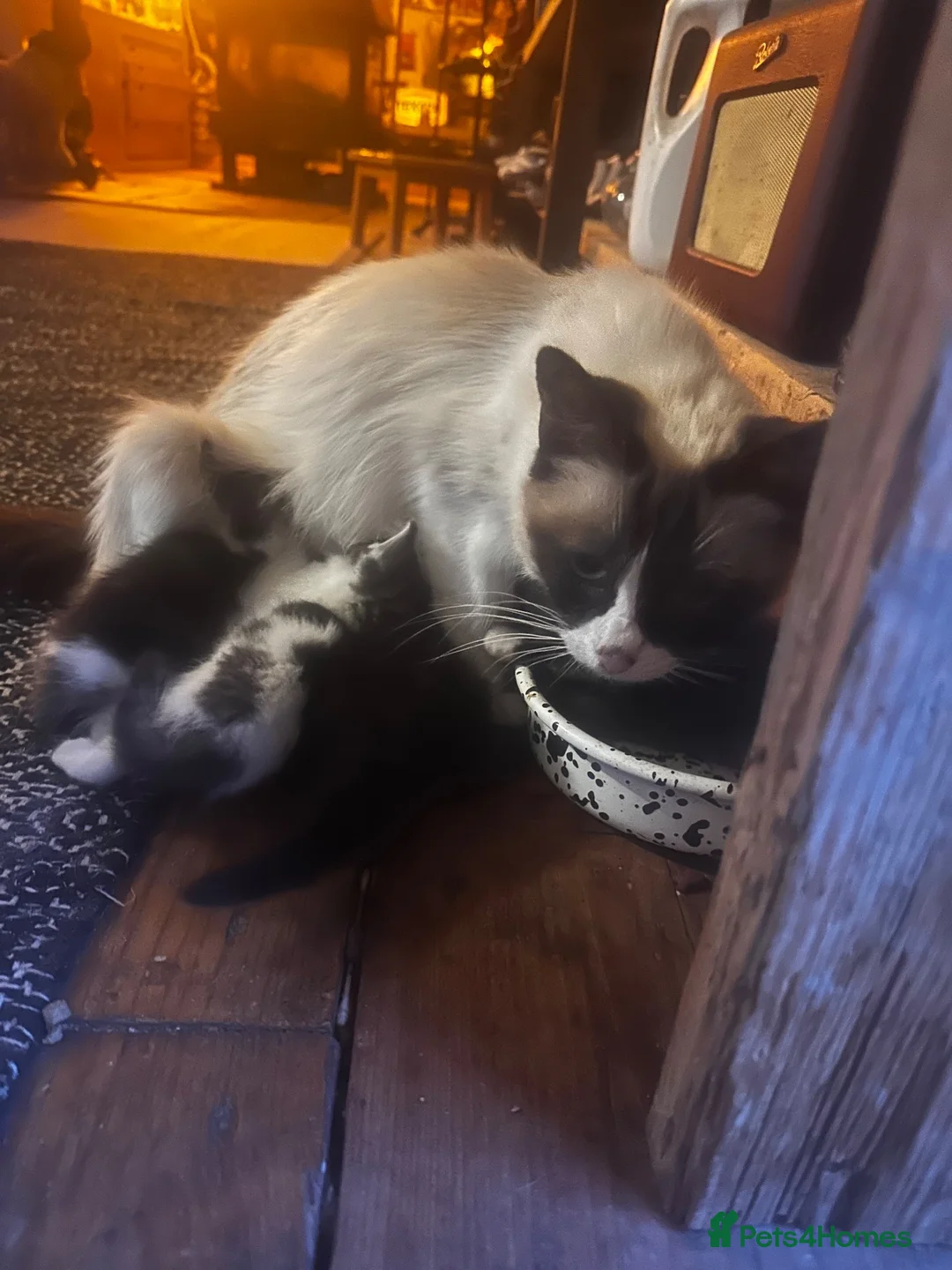 Ragdoll cats for sale: Ragdoll x with village tom - Advert 36