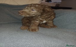 Bedlington Terrier dogs for sale: Bedlington Terrier puppy (last one remaining) - Image 2
