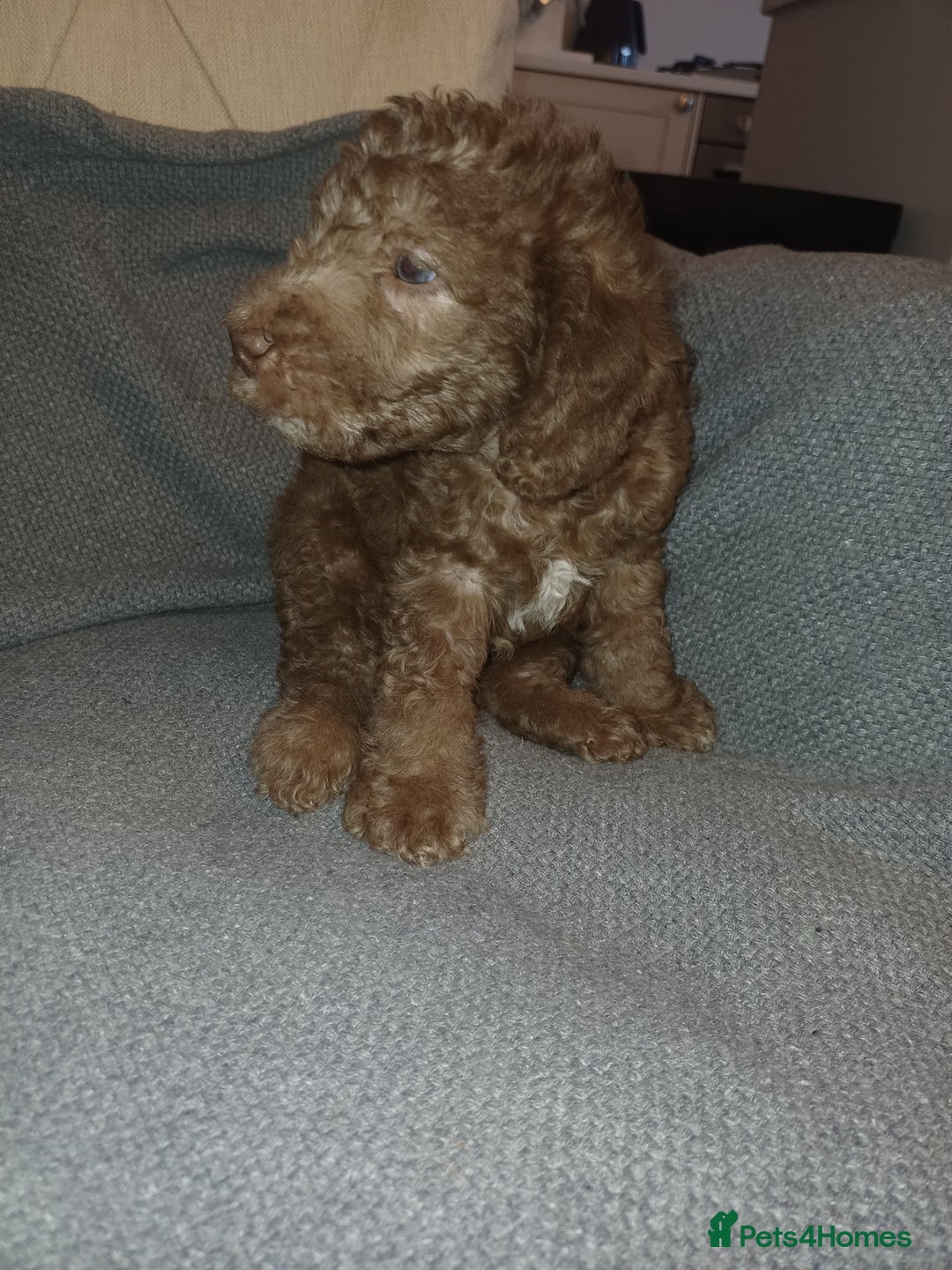 Bedlington Terrier dogs for sale: Bedlington Terrier puppy (last one remaining) - Image 2