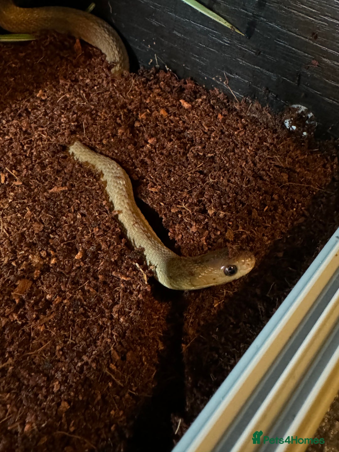 Snake reptiles for sale: African Egg-eating Snake & Whole Set-Up - Advert 1