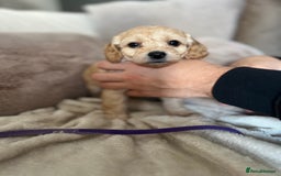 Cockapoo dogs for sale: Cockapoo puppies - Image 5