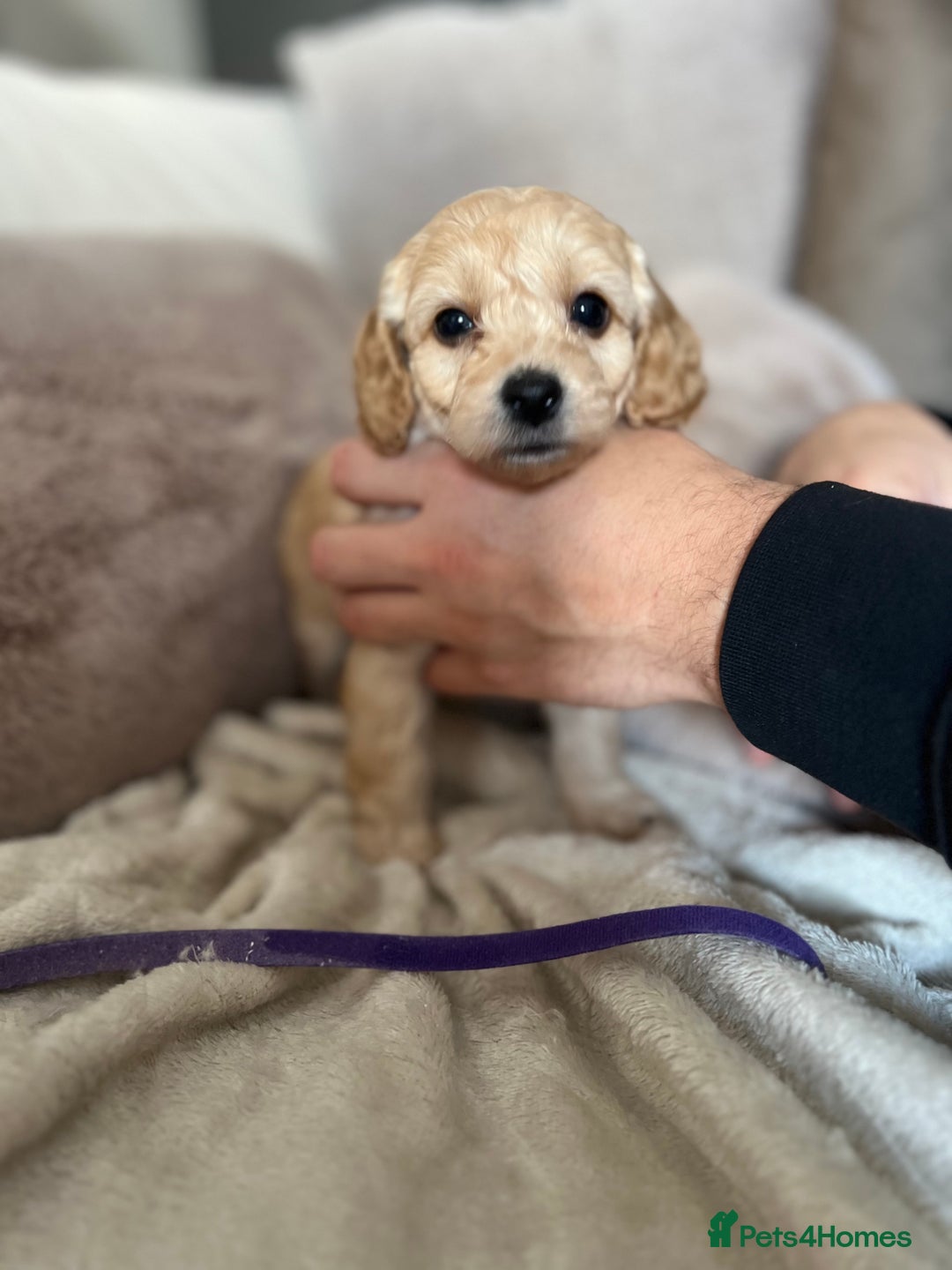 Cockapoo dogs for sale: Cockapoo puppies - Image 5