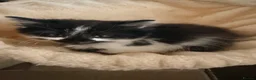 Mixed Breed cats for sale: Long haired kittens  - Advert 4
