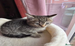 Mixed Breed cats for sale: Tabby mixed stunning litter - Image 4