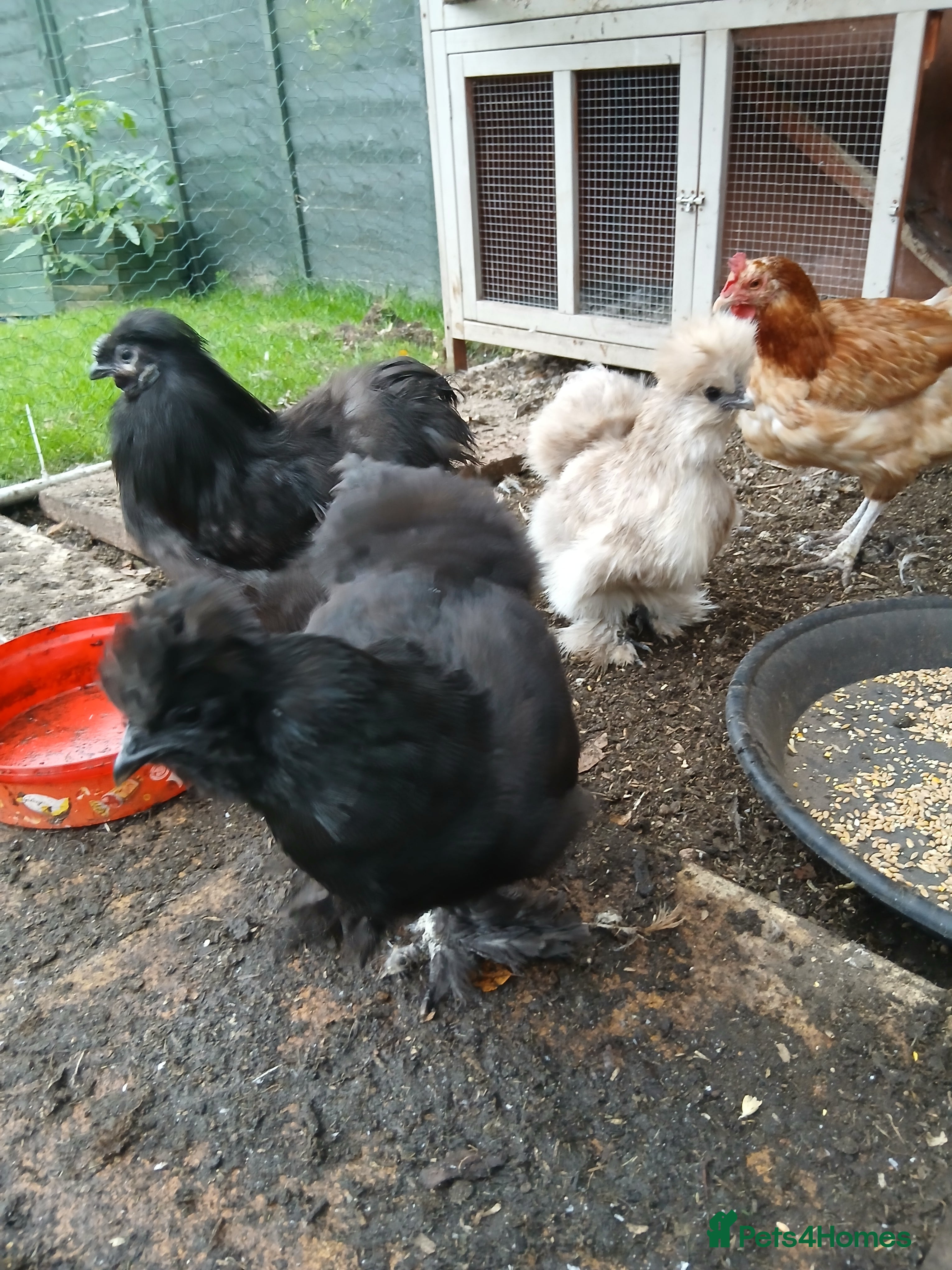 Hens poultry 3 hens one rooster  - Advert 12