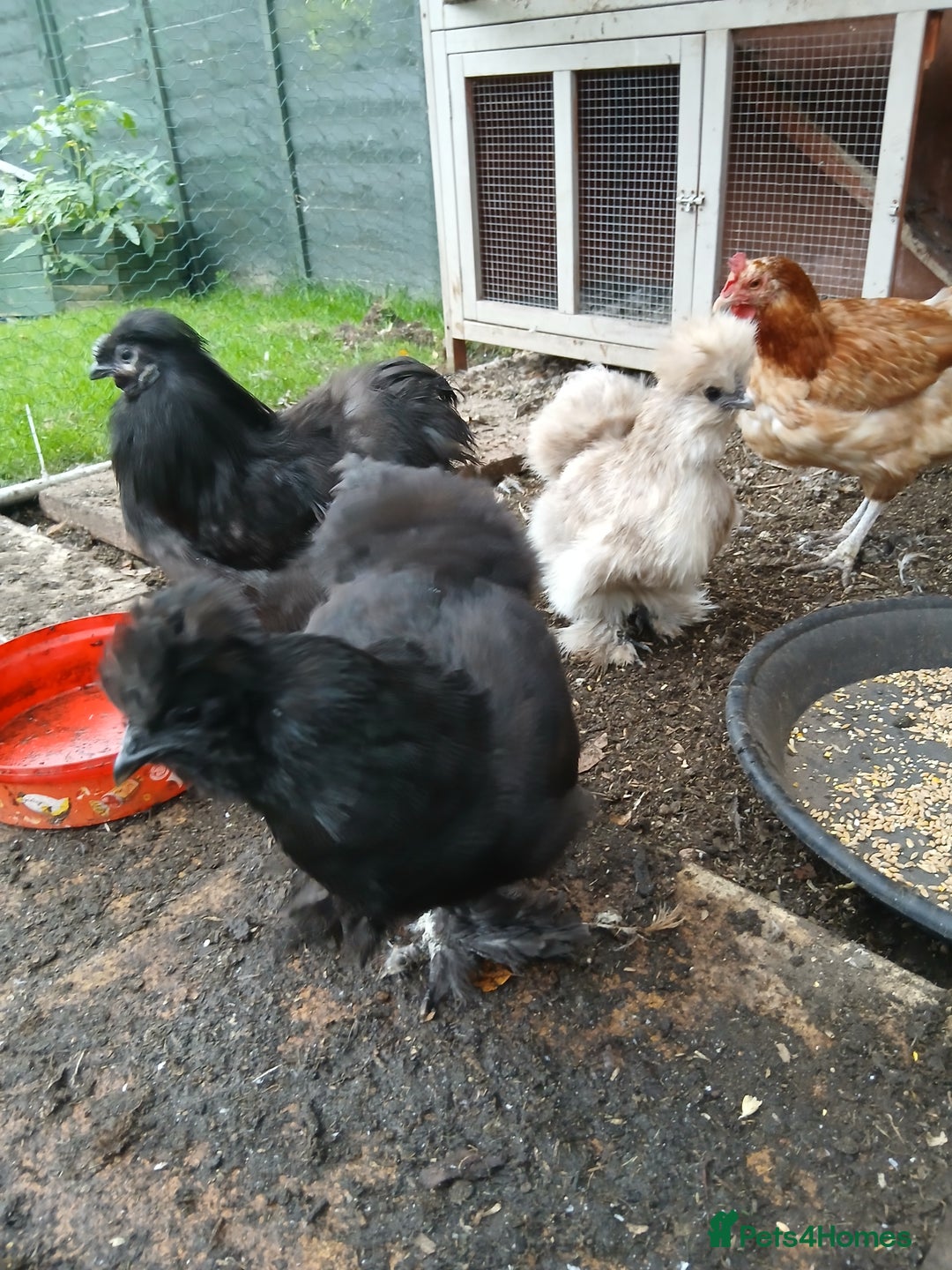 Hens poultry for sale: 3 hens one rooster  - Image 1