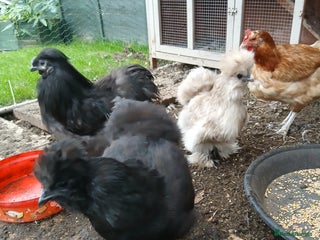 Hens poultry - Advert 35